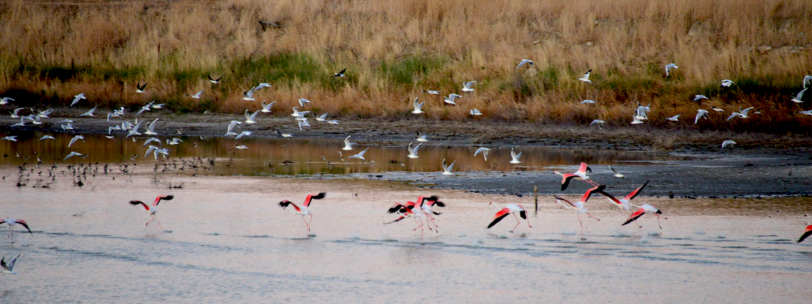 Fenicotteri nella zona umida